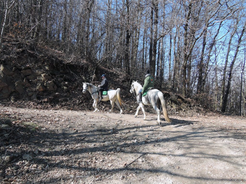 Horses