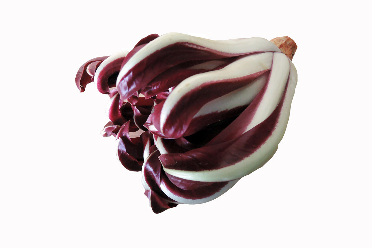 Late Red Radicchio form Treviso