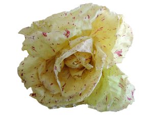Variegated Radicchio from Castelfranco, Italian radicchio