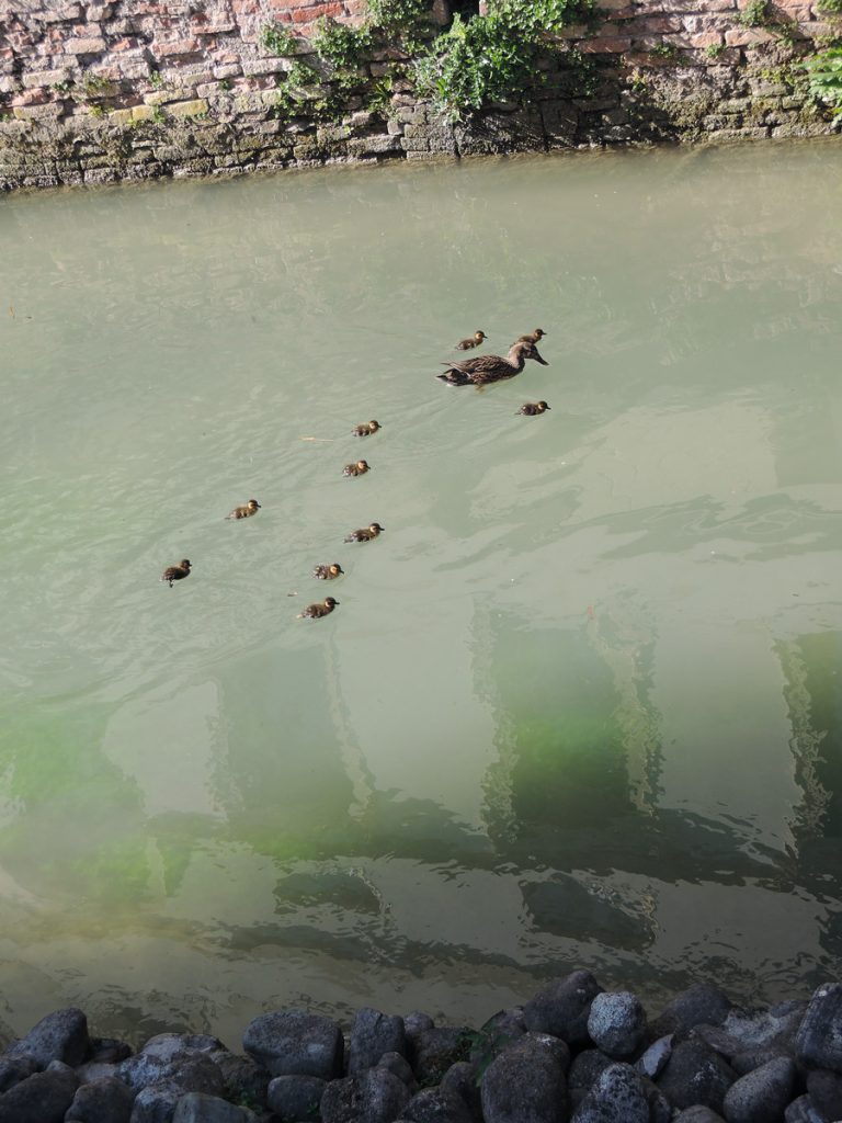 Ducks family