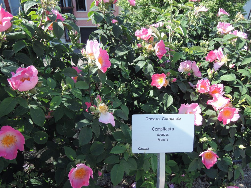 Complicata rose