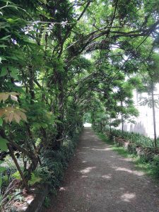 Green Tunnel
