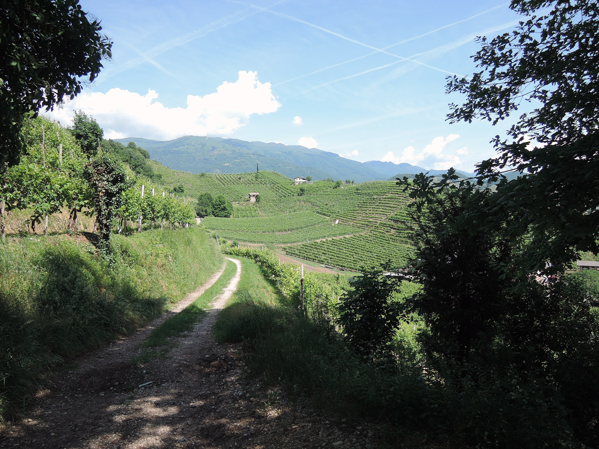 Path surrounded by Prosecco vineyards