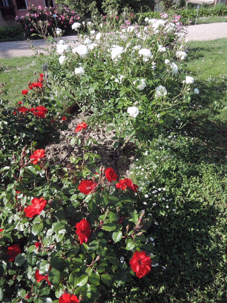 Red and White Roses