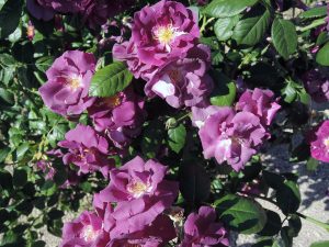 Rhapsody in blue