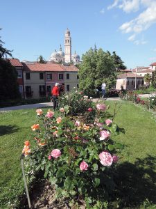 Santa Giustina Rose Garden, Queen Elizabeth