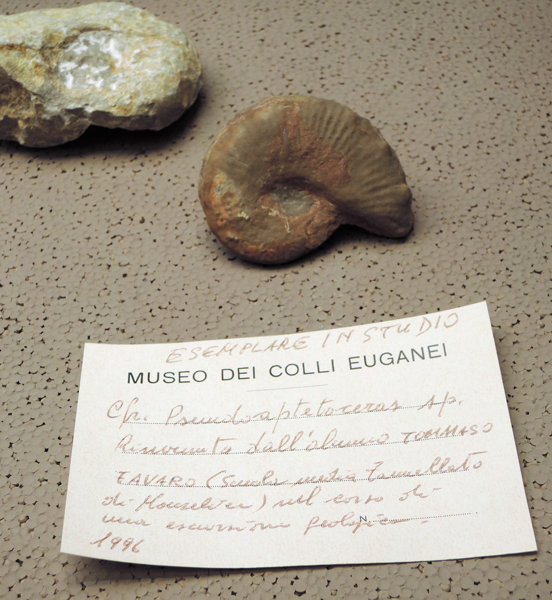 Fossil discovered by a former kid