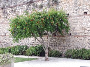Tree inside Juliet Castle