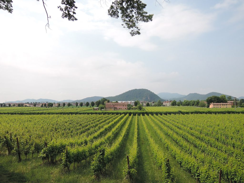 Vineyards