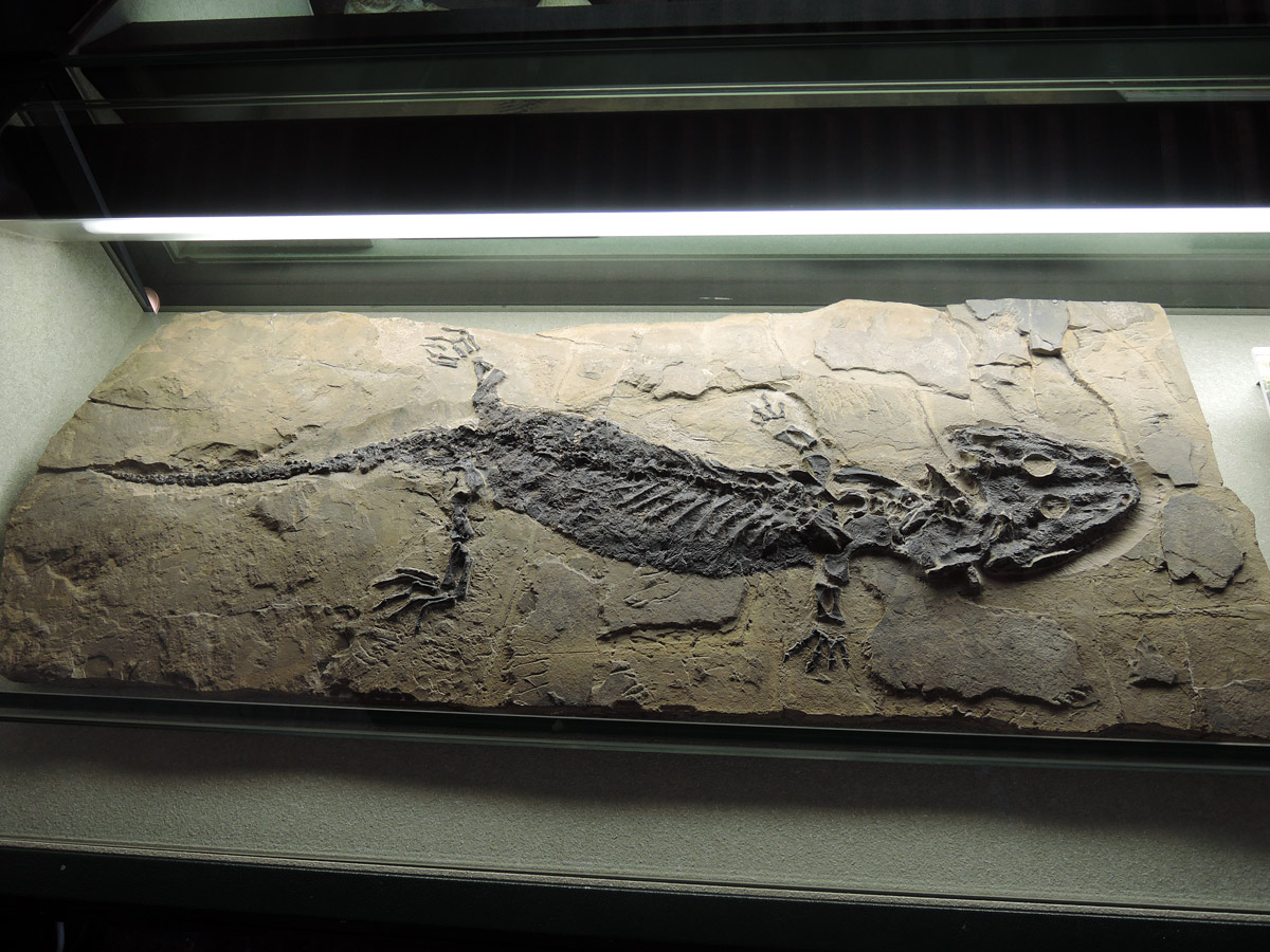 Sclerocephalus hauseri