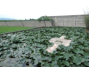 Water lilies, Brion Tomb