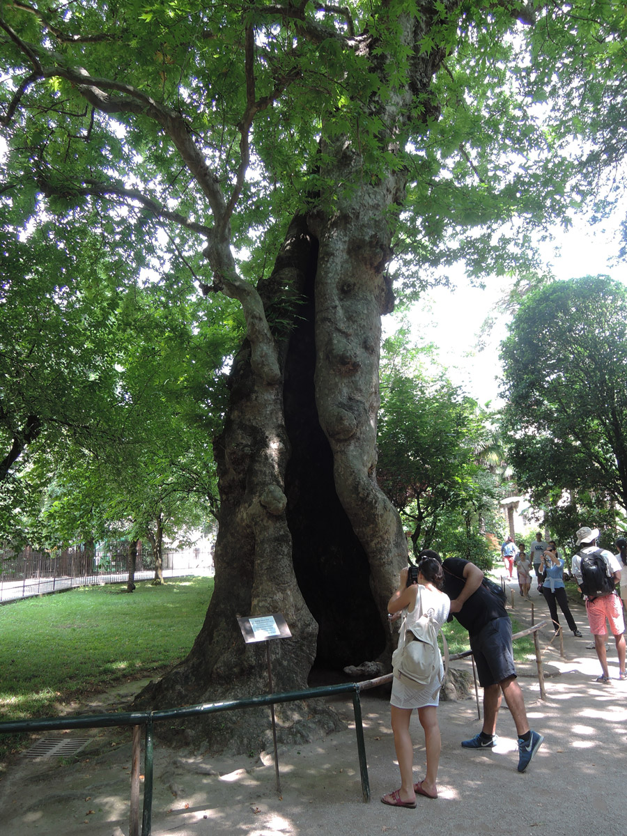 Hollow plane tree