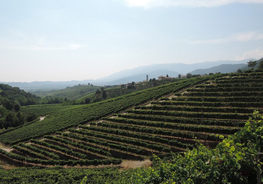 Prosecco Hills