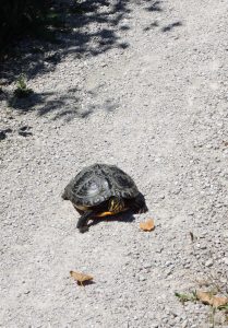 Turtle or Tortoise?