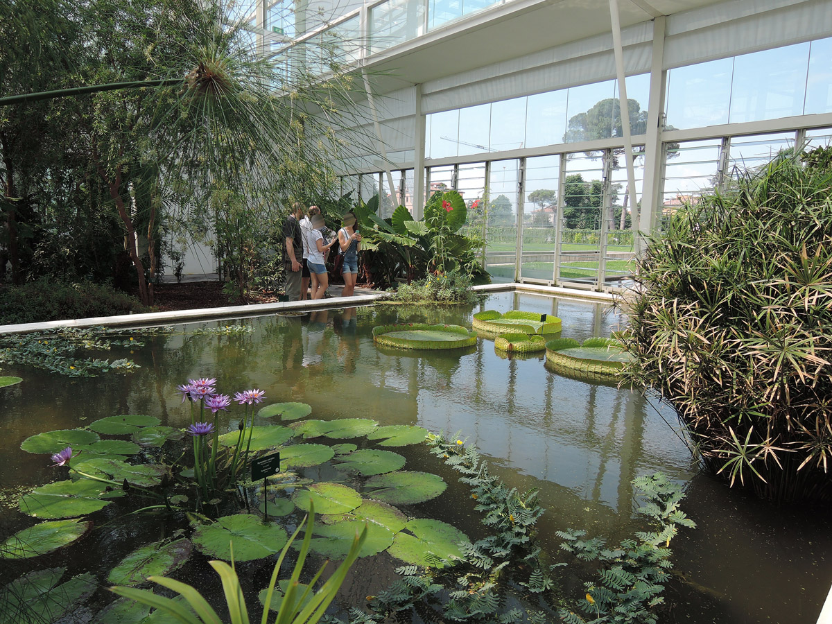 Water lilies , Botanical Garden in Padua
