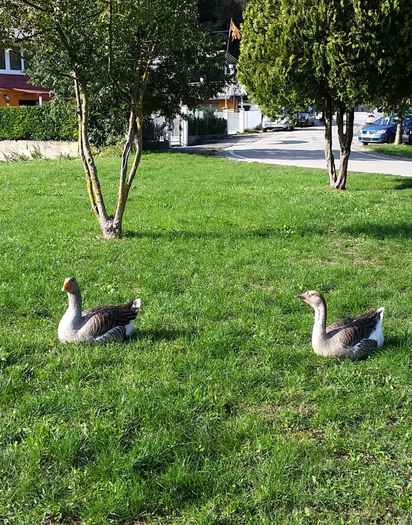 Geese