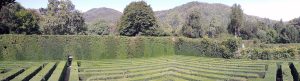 Maze, Valsanzibio Gardens
