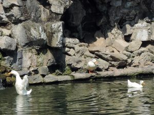 Funny ducks, Valsanzibio Gardens