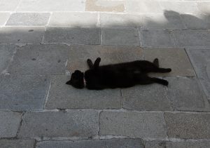 The charmer cat, Burano