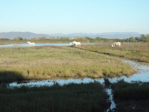 Isola della Cona, Birdwatching in Friuli