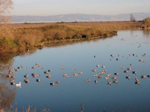 Isola della Cona, Birdwatching in Friuli
