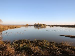 Isola della Cona