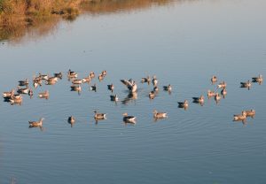 Isola della Cona, Birdwatching in Friuli