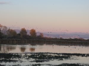 Isola della Cona