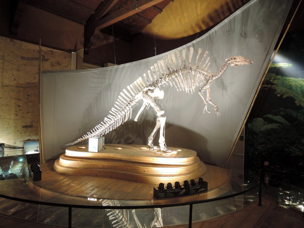 Venice Natural History Museum
