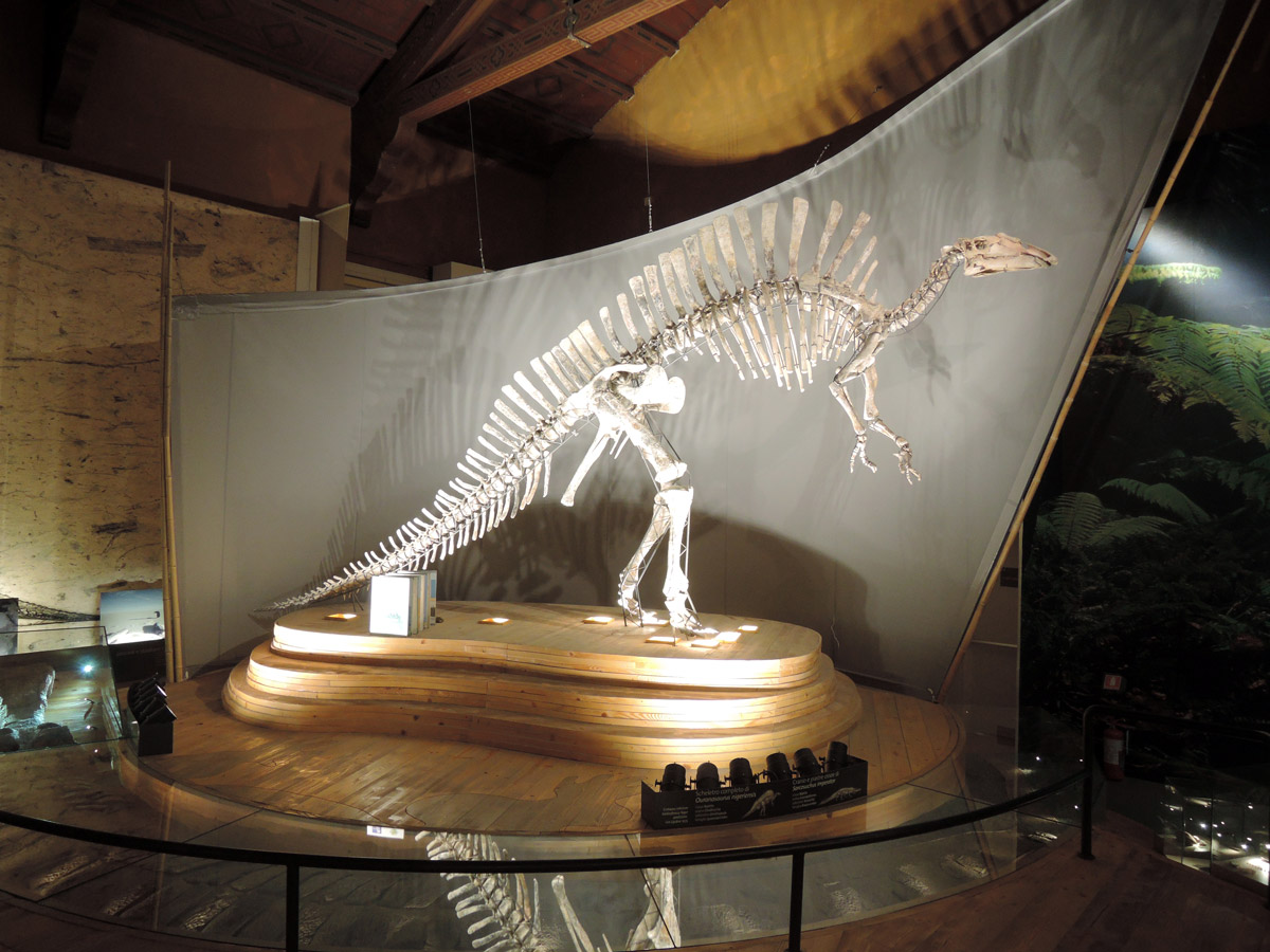 Venice Natural History Museum