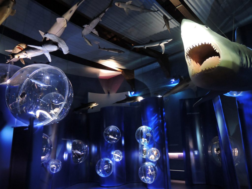 Naturali History Museum of Venice