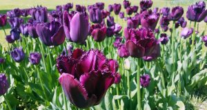 Tulips