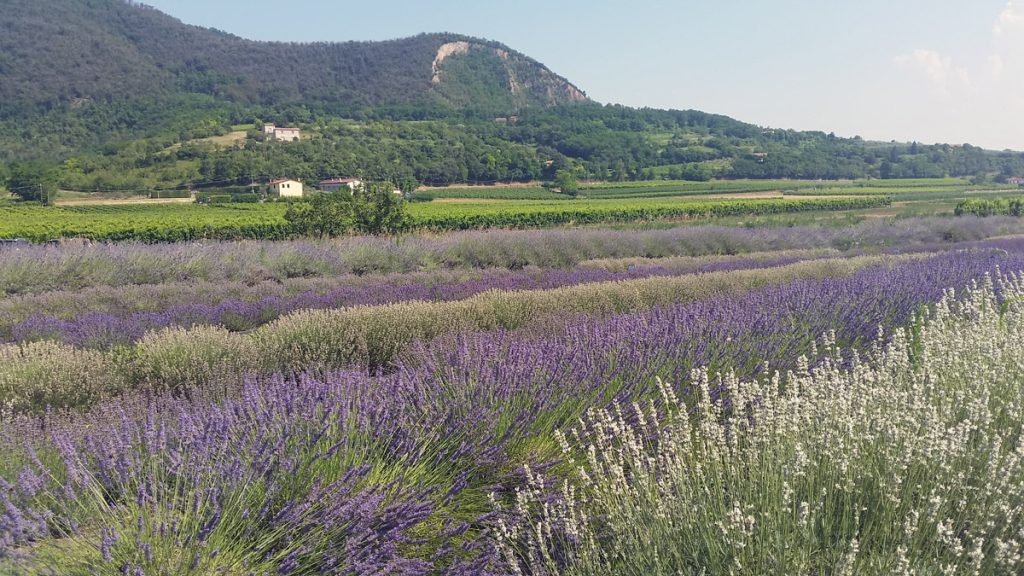 Lavandeto di Arquà