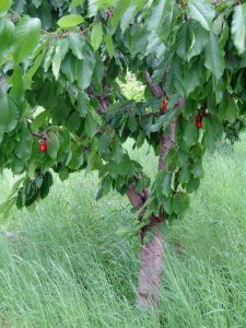 Cherry tree