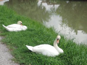 Swans along the river