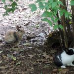 Bunnies