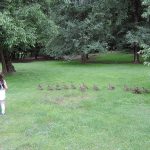 16 Ducks and 1 girl, Parco Querini