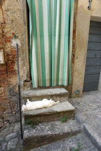 Sleeping cat, Cetona