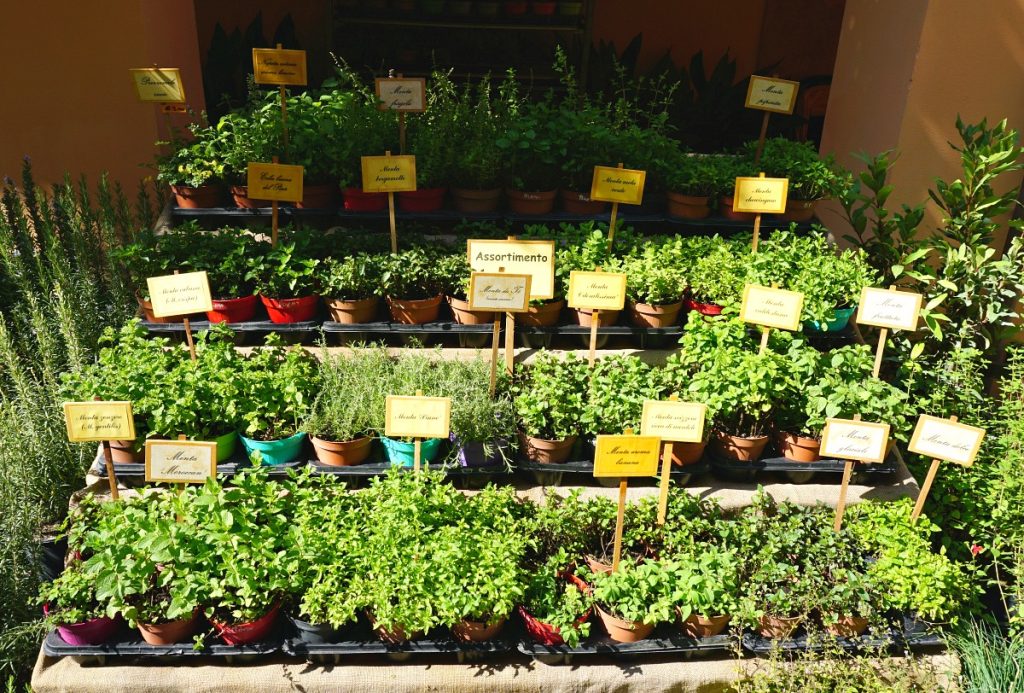Mint all around