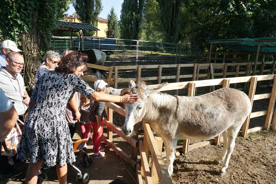 Cuddling donkeys, Rice Fair in Isola della Scala