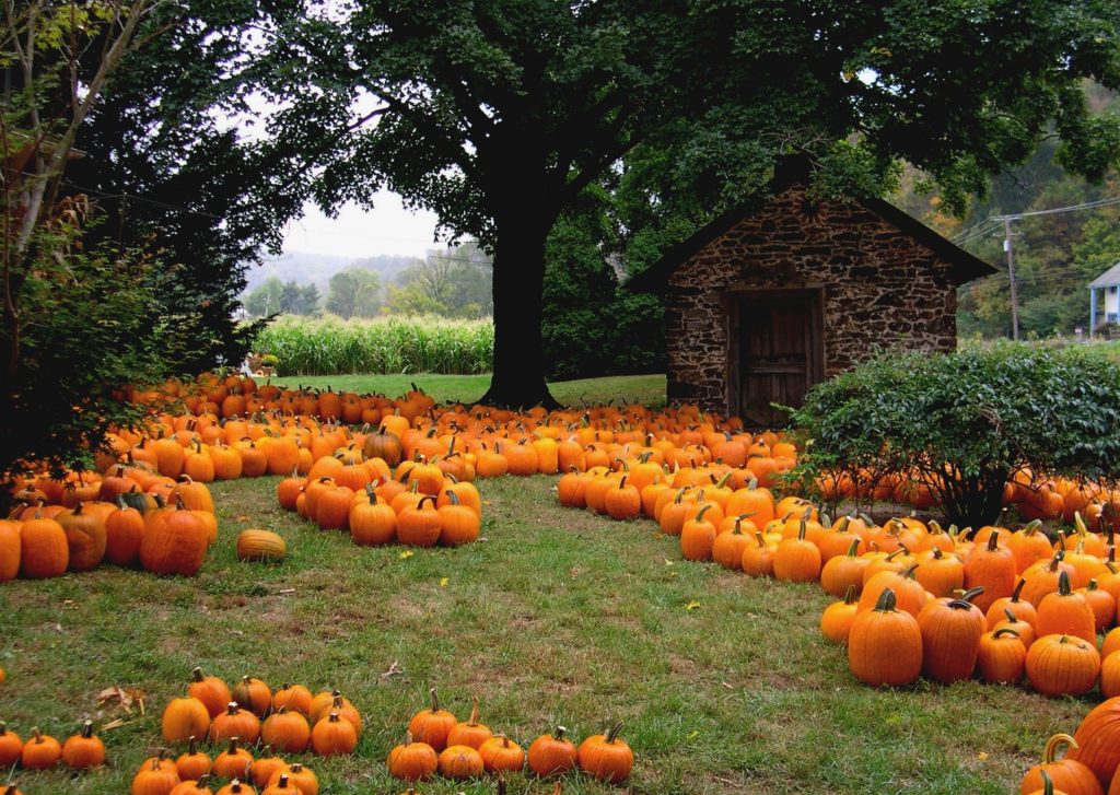Halloween pumpkins in USA