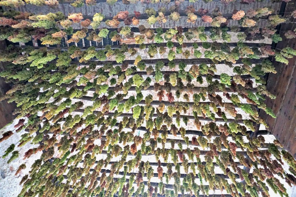 Hanging grapes in Soave