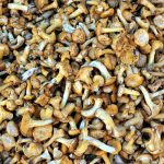 Finferli