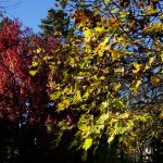 Autumn colours