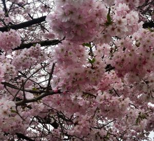 Blossoms