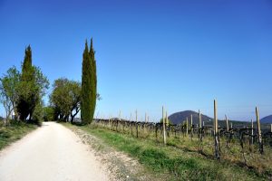 Path in the Euganean Hills