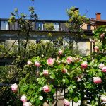 Roses in Corso Como