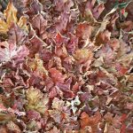 Leaves Work of Art (loved it!)