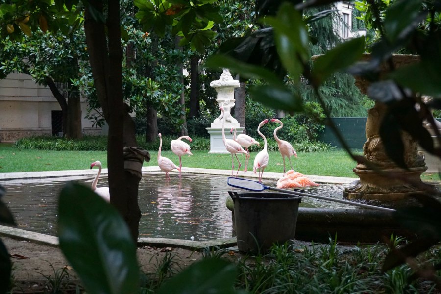Flamingos in Milan