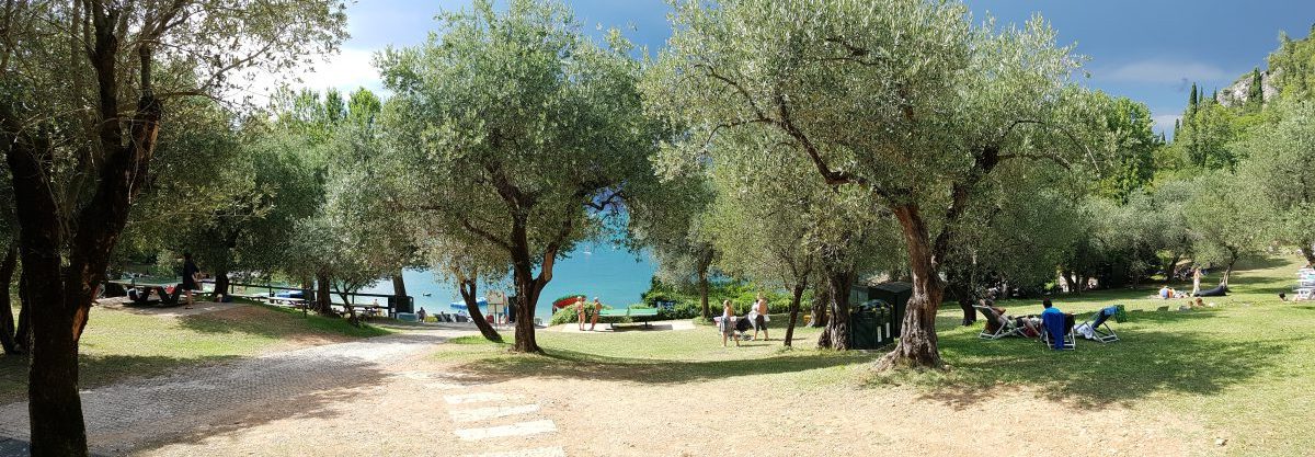 Olive trees